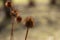 Sunny autumn view of dry purple coneflower seed heads