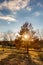 Sunny autumnal evening landscape with colorful trees