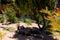 Sunny backyard in Tasmania with native Australian plants