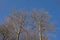 Sunny bare beech crowns o a blue sky