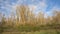 Sunny bare winter forest in the Flemish countryside