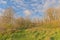 Sunny bare winter forest in the Flemish countryside