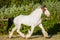 Sunny beautiful drumhorse stallion trotting in sunshine green meadow