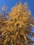 Sunny beautiful larch in autumn against the blue sky