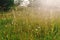 sunny beautiful meadow of wildflowers in sun rays in summer mountains.