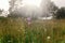 sunny beautiful meadow of wildflowers in sun rays in summer mountains.