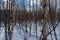 Sunny birch tree forest in snowy spring time