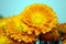 Sunny blooming pot marigold flowers