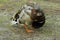 Sunny and bright duck photo. Gentle little creature walking on grass outside the water