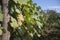 Sunny bunches of white wine grape on vineyard