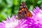 Sunny Butterfly on bright pink flower