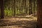 Sunny clearing in the forest on a summer day with shadows