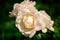 Sunny close up of several white La Perla rose flowers