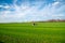 Sunny cloud blue sky large grassy farmland meadow field with working tractors and rotary cutter trailer, colorful fall foliage in