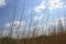 Sunny, clouds, prairie grass, spring, summer