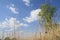 Sunny, clouds, prairie grass, spring, summer