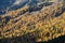 Sunny colorful autumn alpine mountain larch and fir forest scene