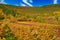 Sunny colorful vineyards landscape in autumn. Rhineland-Palatinate, Germany. Vineyard Rural autumn landscape