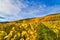 Sunny colorful vineyards landscape in autumn. Rhineland-Palatinate, Germany. Vineyard Rural autumn landscape