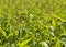 Sunny cornfield detail