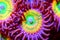 Sunny D Zoanthids polyps in ultra macro shot