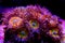Sunny D Zoanthus polyps colony soft coral in reef aquarium tank