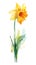 Sunny Daffodil Bundle in Contemporary Watercolor Style .