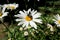 Sunny daisy flowers with garden insects