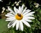 Sunny daisy flowers with garden insects