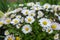 Sunny daisy flowers on meadow