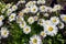 Sunny daisy flowers on meadow