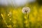 Sunny dandelion on the field