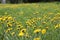 Sunny dandelion field