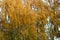 Sunny day autumn birch stands covered with yellow foliage