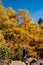 Sunny day in autumn forest, fields and meadow in bright yellow and green. Afternoon sunbeams on meadow. Warm sun light in