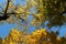 Sunny day in the autumn park, maples with yellow foliage