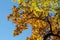 Sunny day in the autumn park, maples with yellow foliage