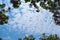 Sunny day blue sky with scattered white partly clouds with the frame of forest tree branches and leaves