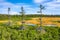 Sunny day at Cerna Hora Peat Bog