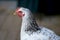 On a sunny day, chickens feed in a traditional farmyard. Detail of a chicken head. Chickens in a chicken coop. Free