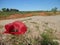 Sunny day in the country amapola poppy