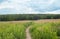 sunny day in the countryside earthen path in the grass