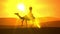 The sunny day in the desert. Tourist enjoying a camel ride on dunes with palms