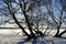 Sunny day in February. Blue sky and silhouette of willows on the lake.