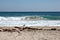 Sunny day on Florida beach with lone seagull