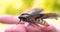 On a sunny day in the forest in nature, a butterfly hawk moth sits on a human hand and prepares to take off, then the butterfly