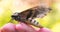 On a sunny day in the forest in nature, a butterfly hawk moth sits on a human hand and prepares to take off, then the butterfly