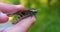 On a sunny day in the forest in nature, a butterfly hawk moth sits on a human hand and prepares to take off, then the butterfly