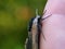 On a sunny day in the forest in nature, a butterfly hawk moth sits on a human hand and prepares to take off, then the butterfly