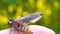 On a sunny day in the forest in nature, a butterfly hawk moth sits on a human hand and prepares to take off, then the butterfly